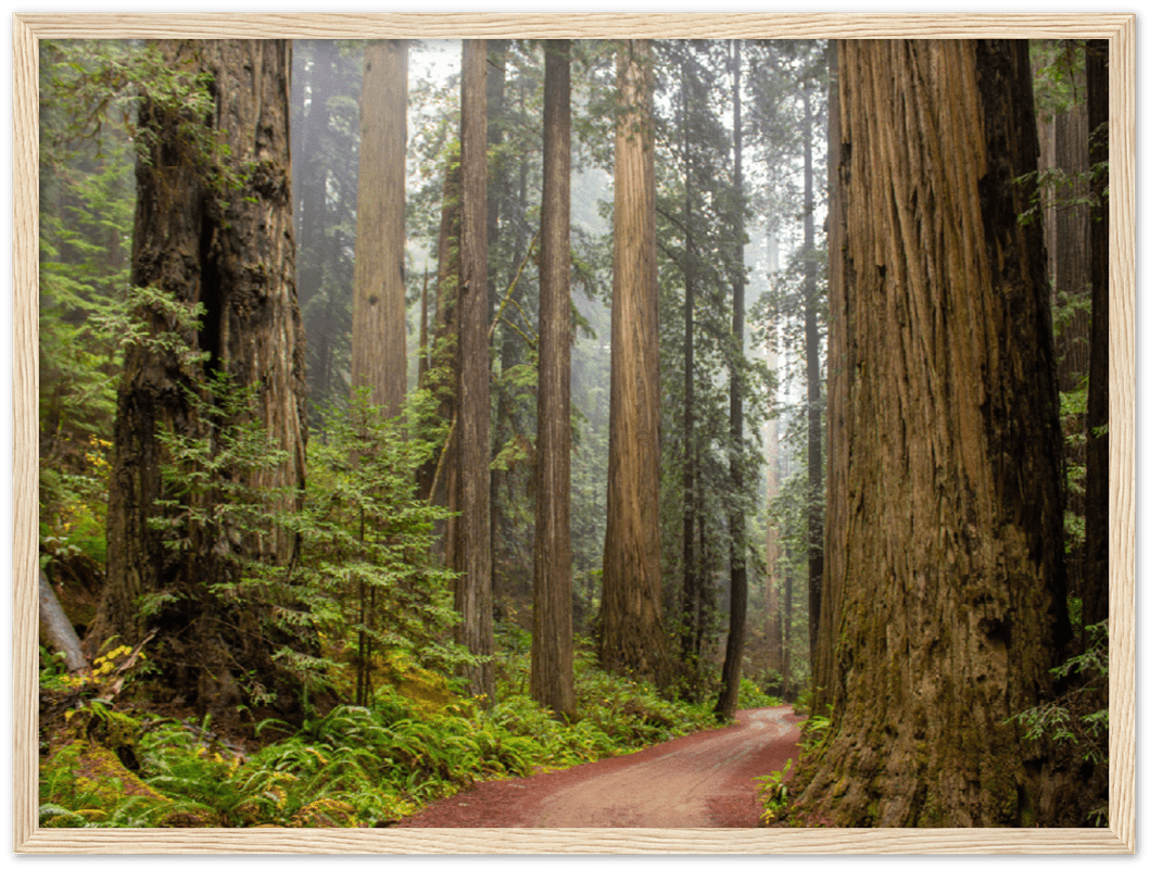 Redwood Forest - Print - MetalPlex