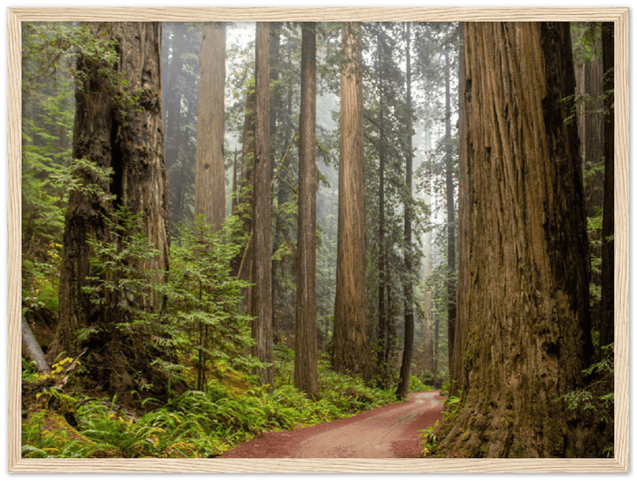 Redwood Forest - Print - MetalPlex