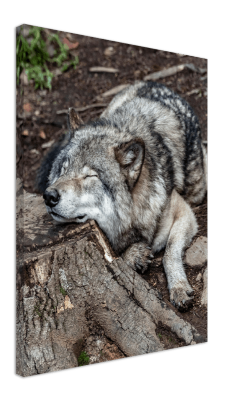 Resting Wolf - Print - MetalPlex