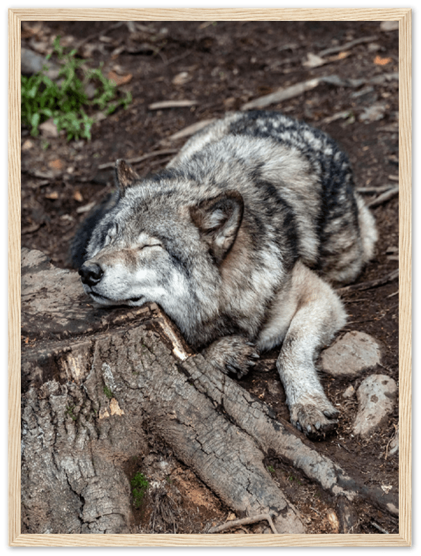 Resting Wolf - Print - MetalPlex