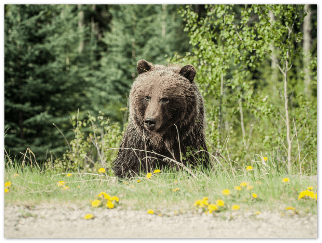 Roadside Bear - Print - MetalPlex