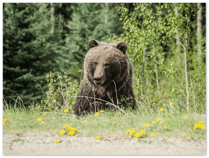 Roadside Bear - Print - MetalPlex
