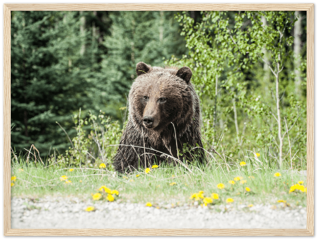 Roadside Bear - Print - MetalPlex