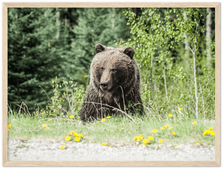 Roadside Bear - Print - MetalPlex