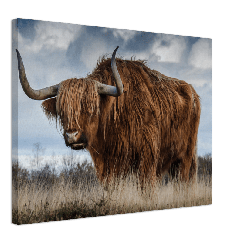 Roaming Yak - Print - MetalPlex