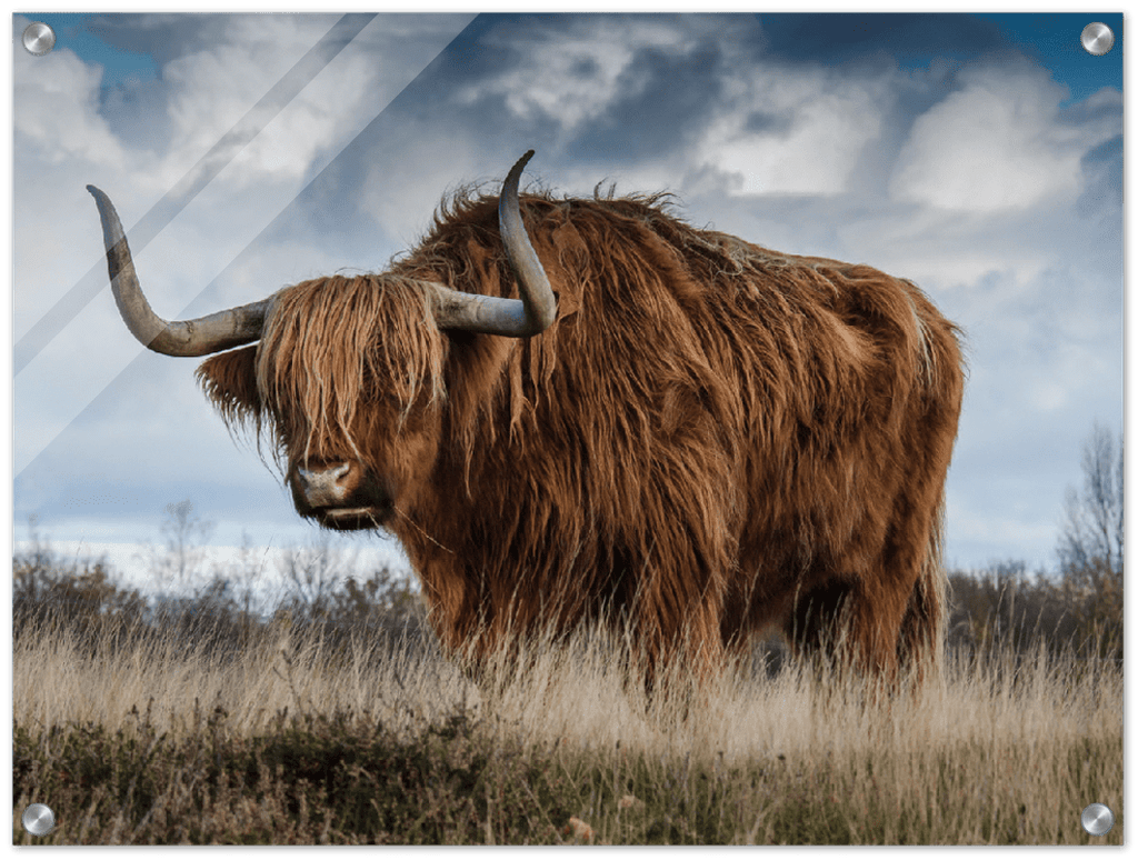 Roaming Yak - Print - MetalPlex