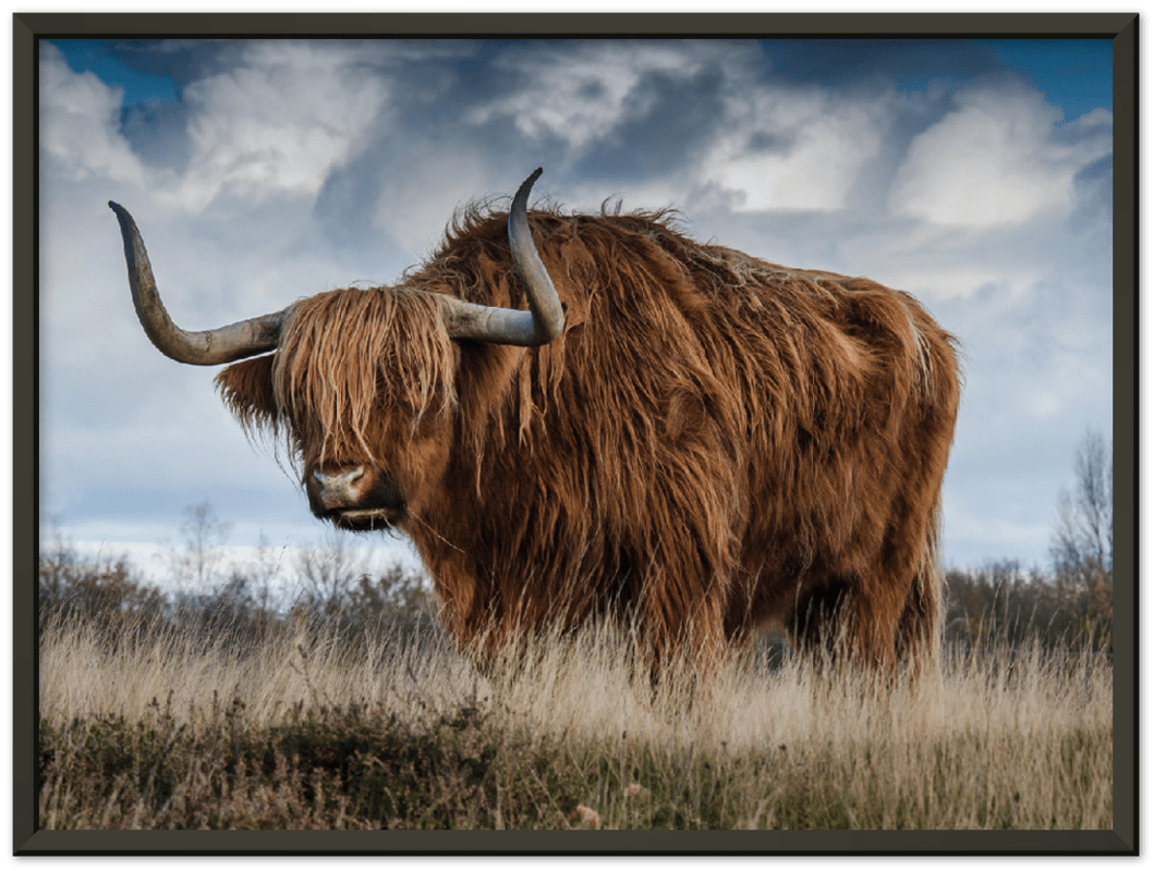 Roaming Yak - Print - MetalPlex