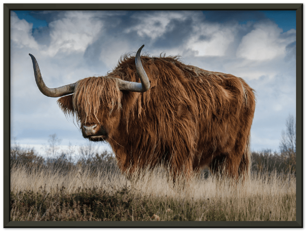 Roaming Yak - Print - MetalPlex