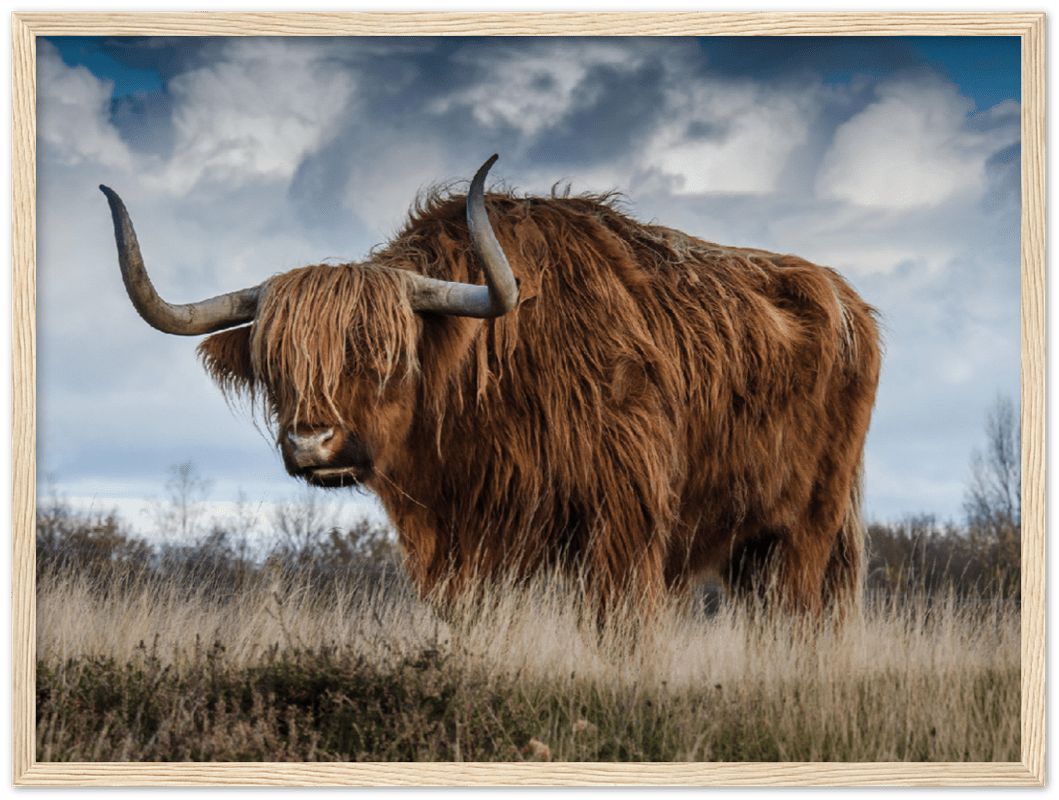 Roaming Yak - Print - MetalPlex