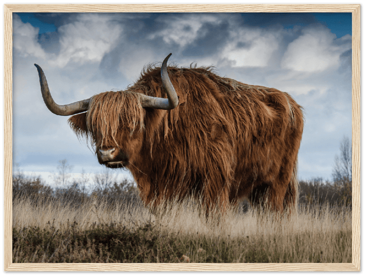 Roaming Yak - Print - MetalPlex