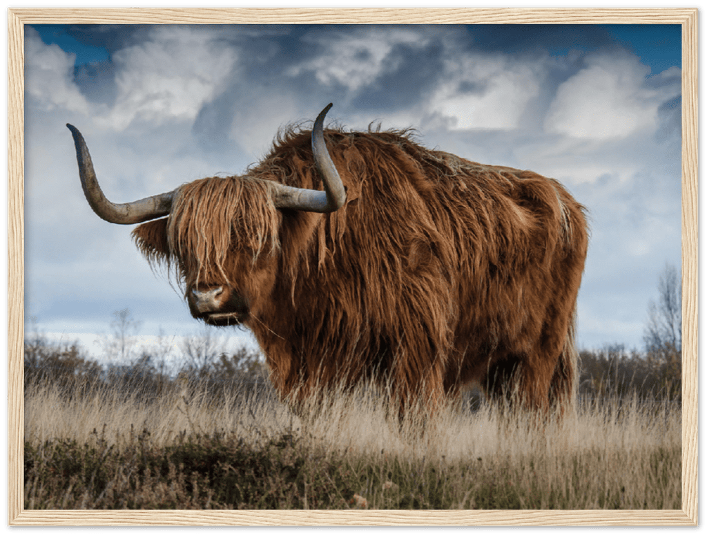 Roaming Yak - Print - MetalPlex