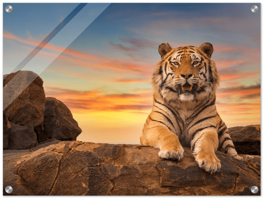 Safari Tiger - Print - MetalPlex