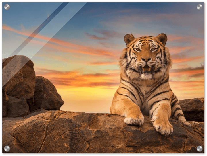 Safari Tiger - Print - MetalPlex