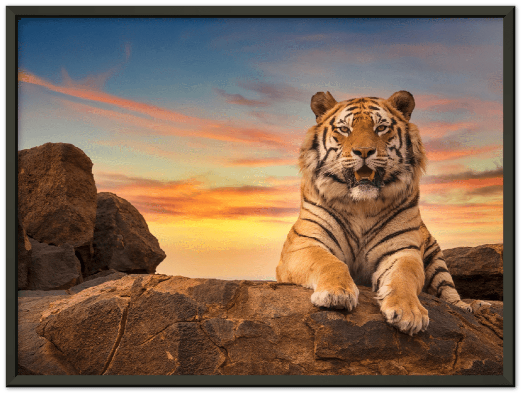 Safari Tiger - Print - MetalPlex