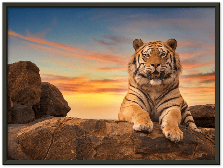 Safari Tiger - Print - MetalPlex