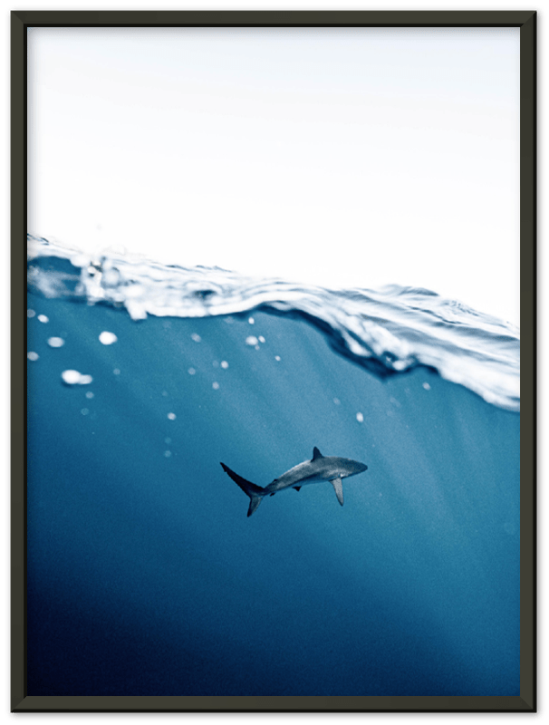 Shark Near Surface - Print - MetalPlex