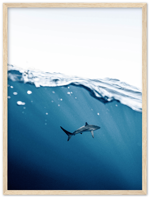 Shark Near Surface - Print - MetalPlex