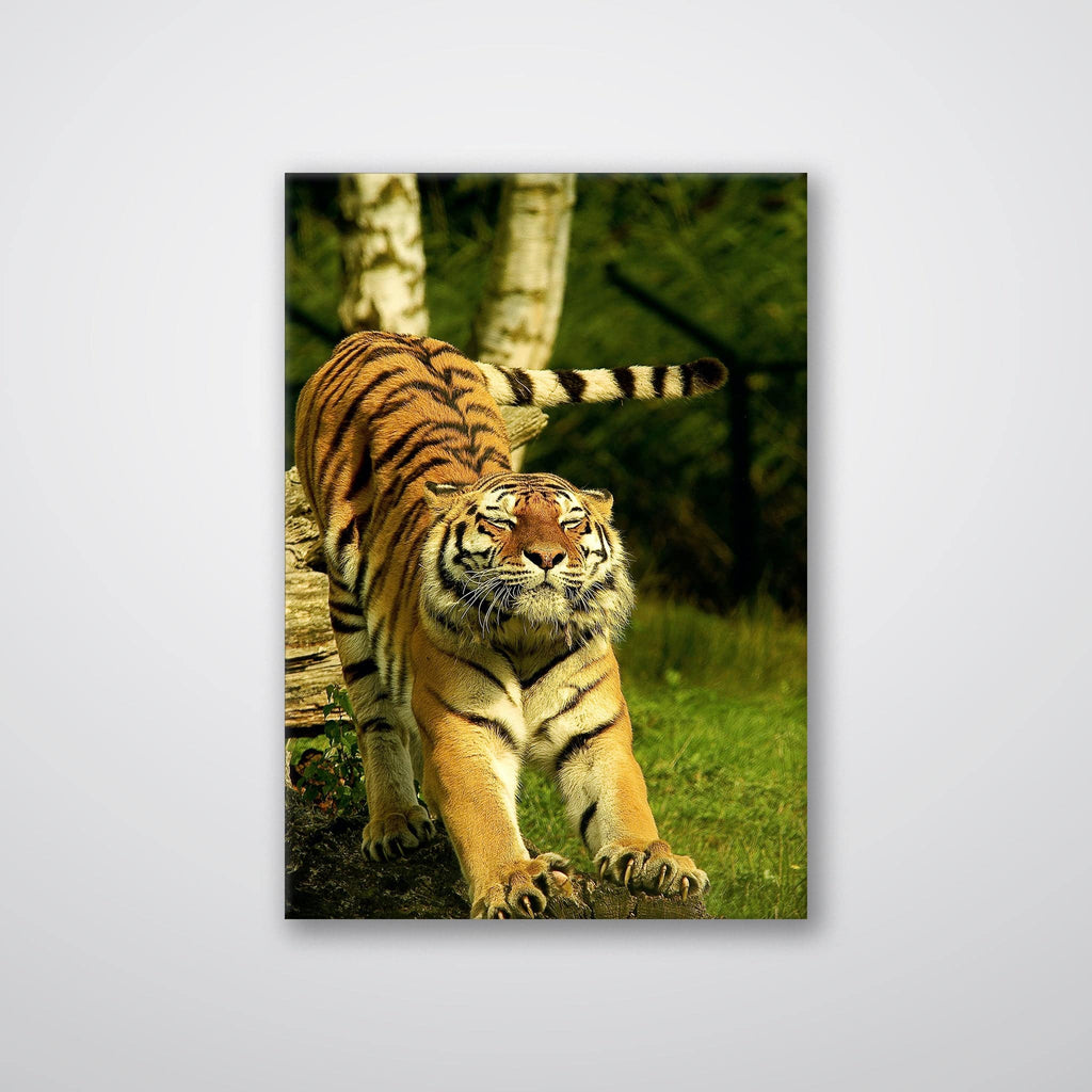 Stretching Tiger - Print - MetalPlex