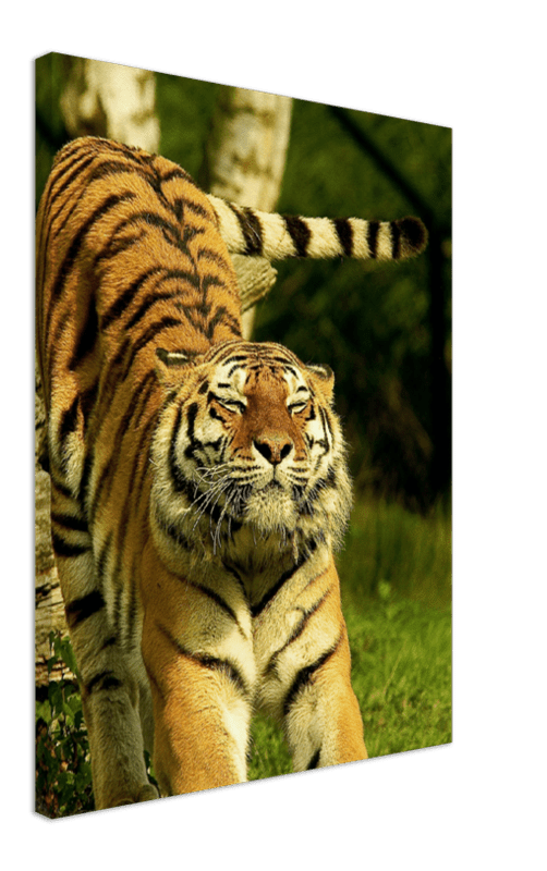 Stretching Tiger - Print - MetalPlex