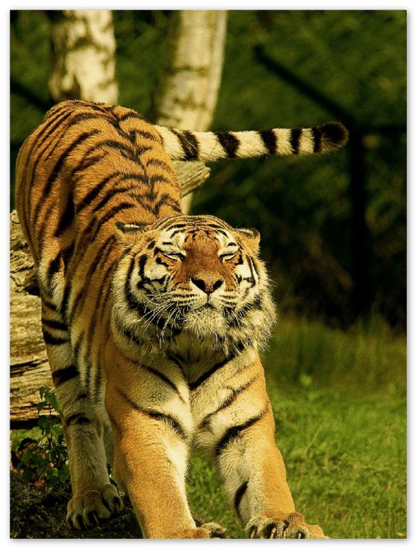 Stretching Tiger - Print - MetalPlex