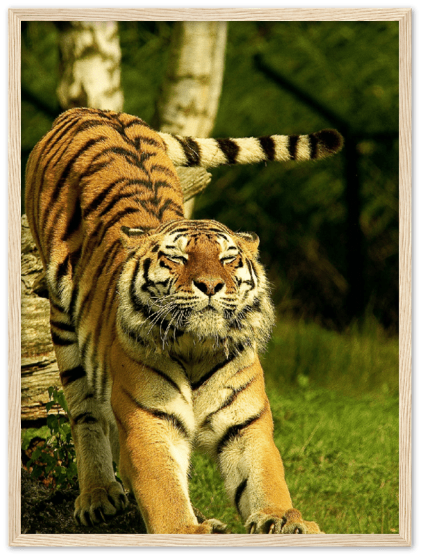 Stretching Tiger - Print - MetalPlex