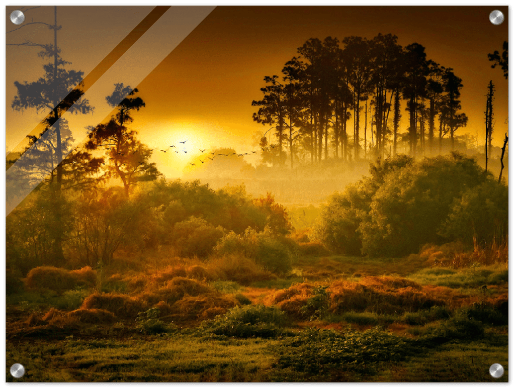 Sunset Forest - Print - MetalPlex