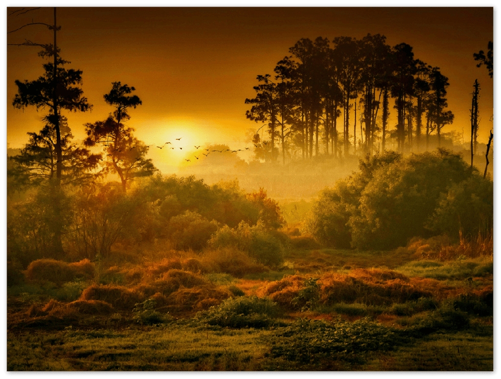 Sunset Forest - Print - MetalPlex