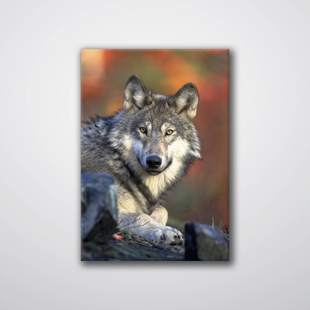 Wolf - Print - MetalPlex