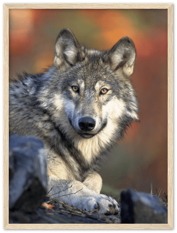 Wolf - Print - MetalPlex