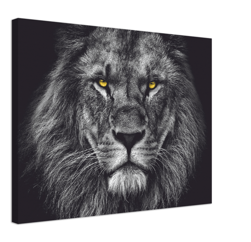 Lion Head - Print