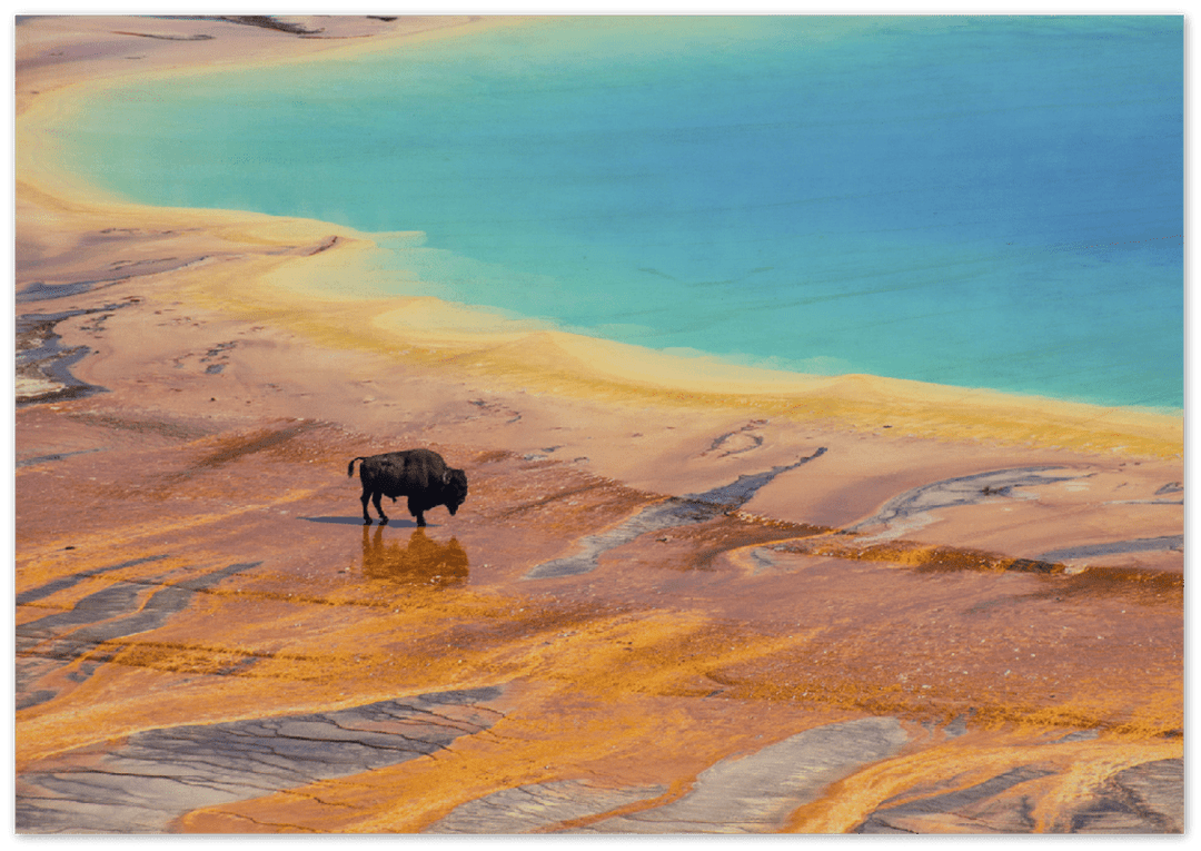 Yellowstone Prismatic Spring - Print - MetalPlex