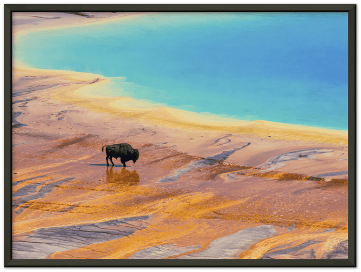 Yellowstone Prismatic Spring - Print - MetalPlex