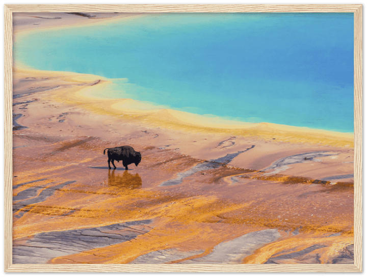 Yellowstone Prismatic Spring - Print - MetalPlex