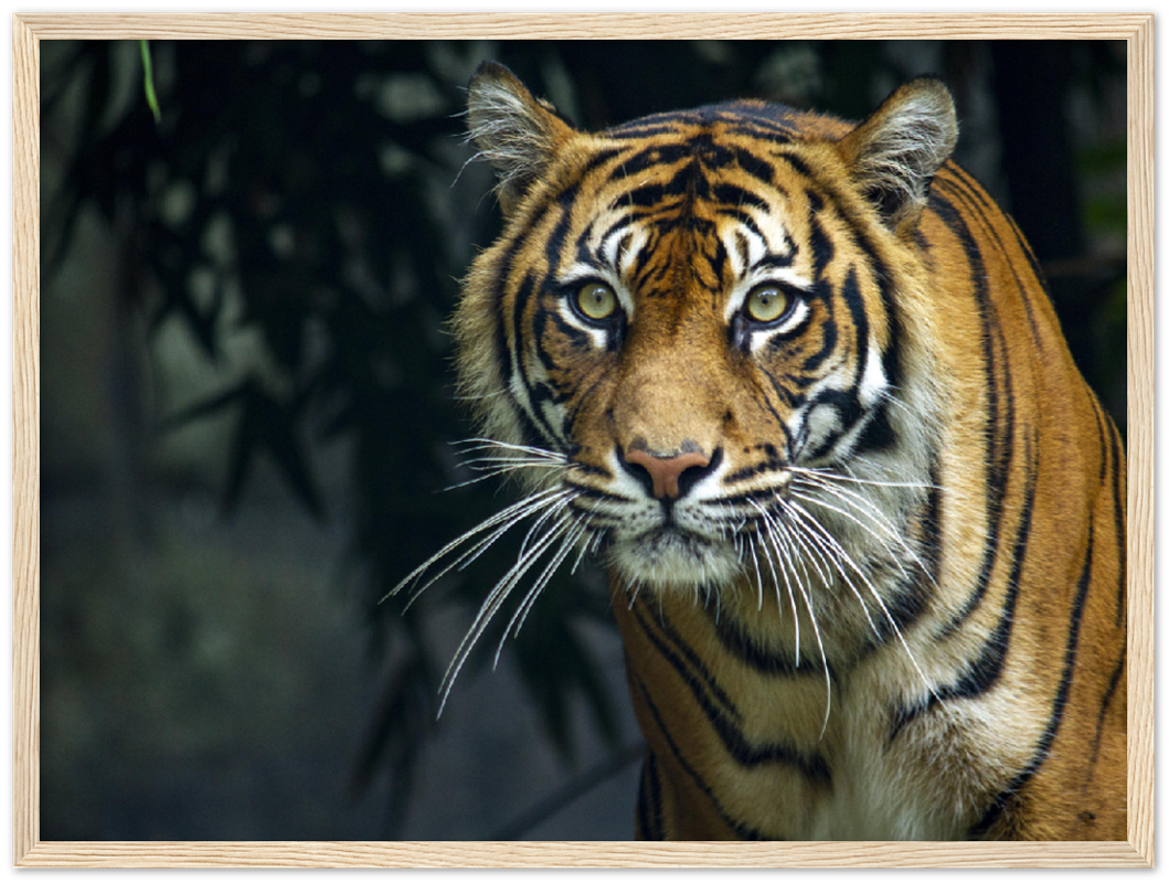 Prowling Tiger - Print - MetalPlex