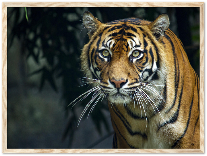 Prowling Tiger - Print - MetalPlex