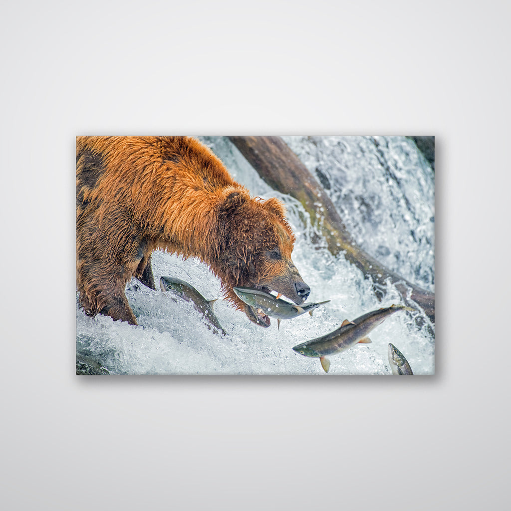 Bear Feeding - Print - MetalPlex