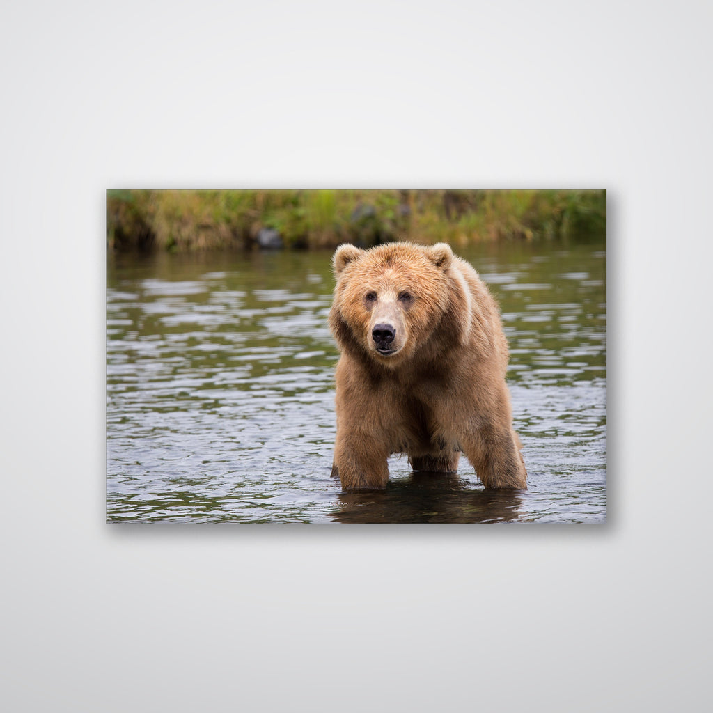 Bear in the Lake - Print - MetalPlex