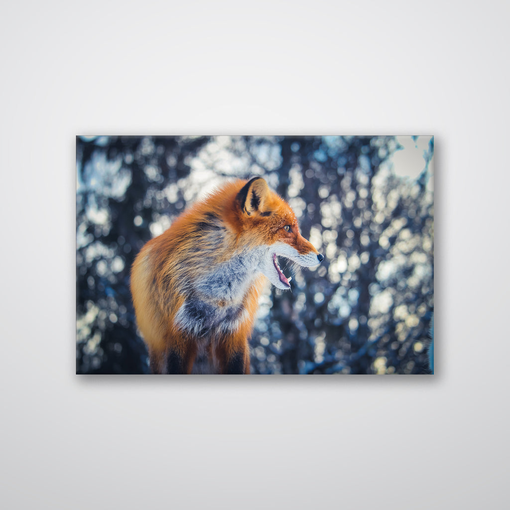 Curious Fox - Print - MetalPlex