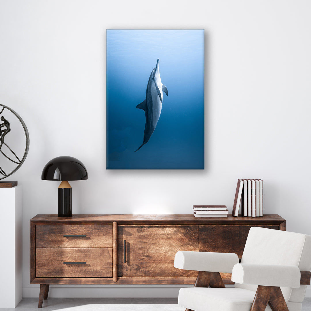 Dolphin - Print - MetalPlex