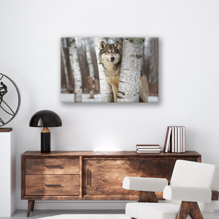 Grey Wolf - Print - MetalPlex