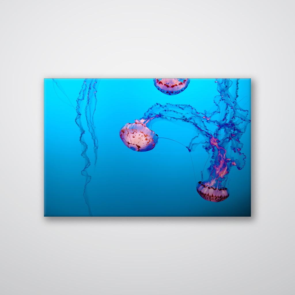 Jellyfish - Print - MetalPlex