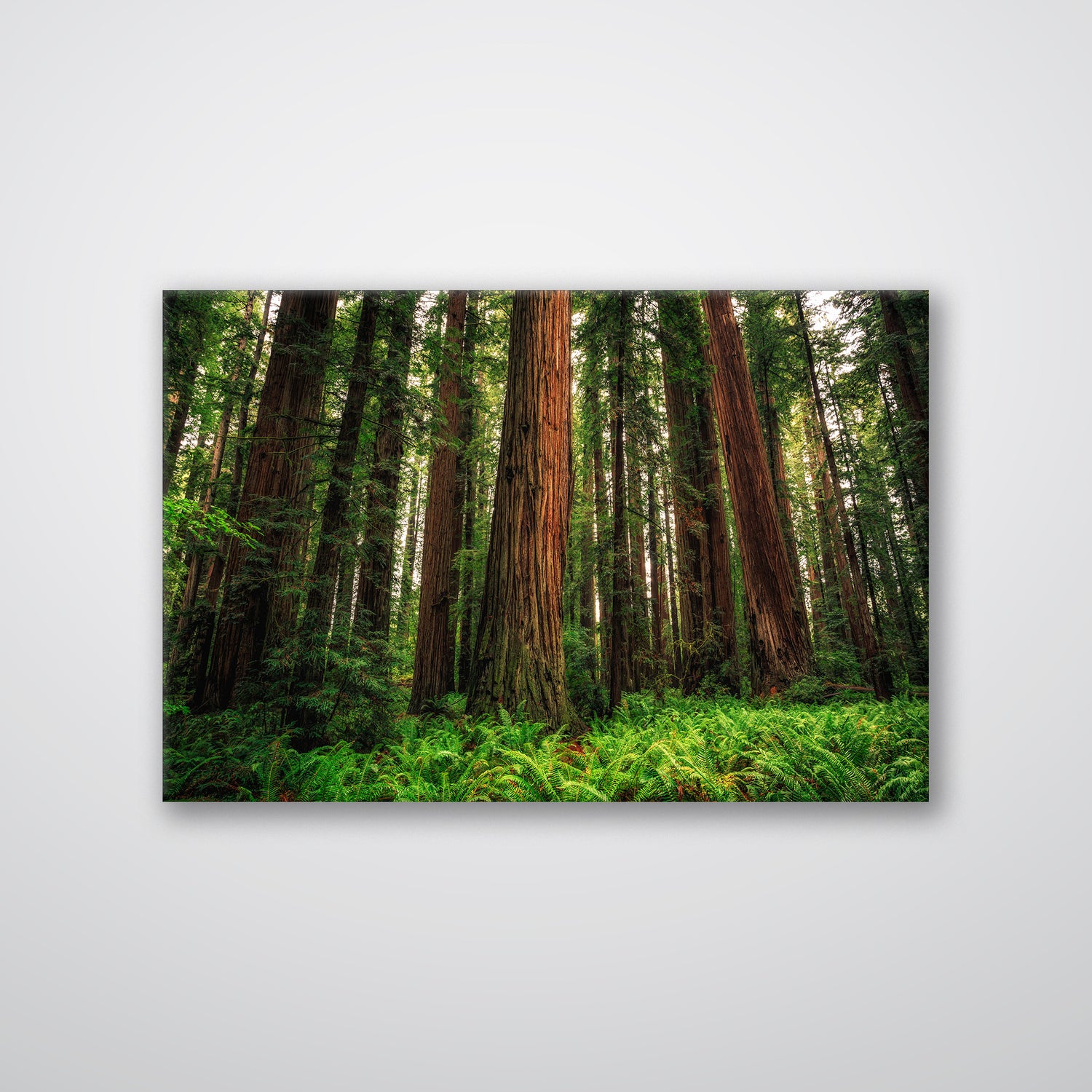 Redwood Ferns - Print