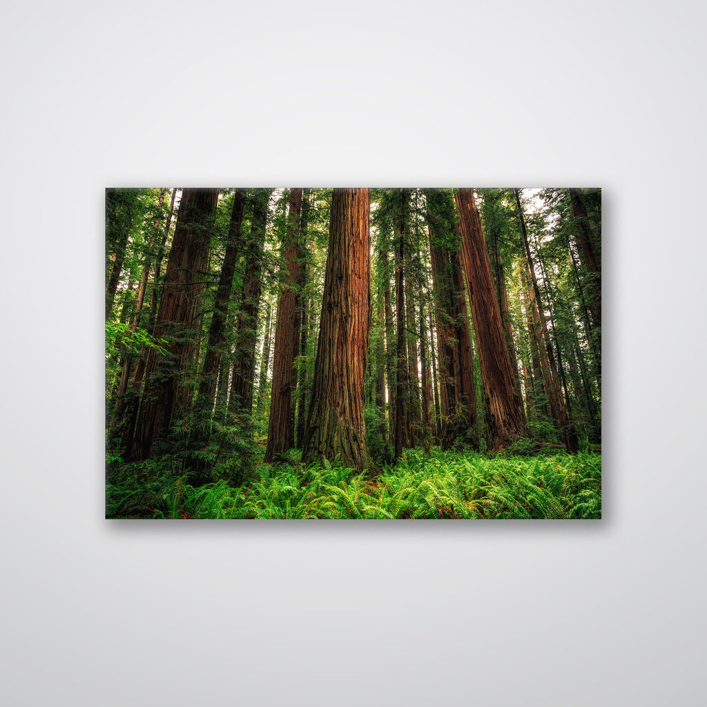 Redwood Ferns - Print - MetalPlex