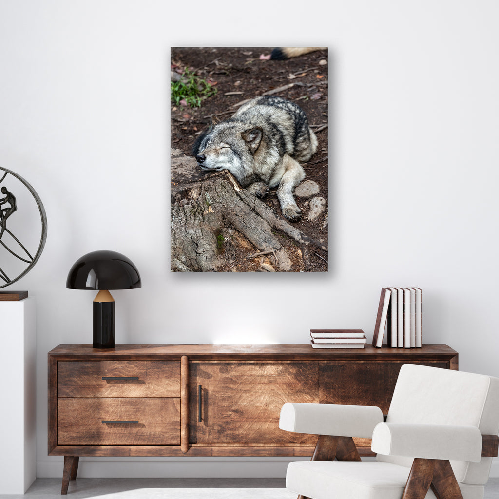 Resting Wolf - Print - MetalPlex