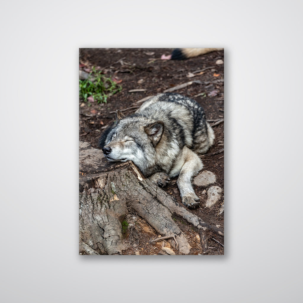 Resting Wolf - Print - MetalPlex