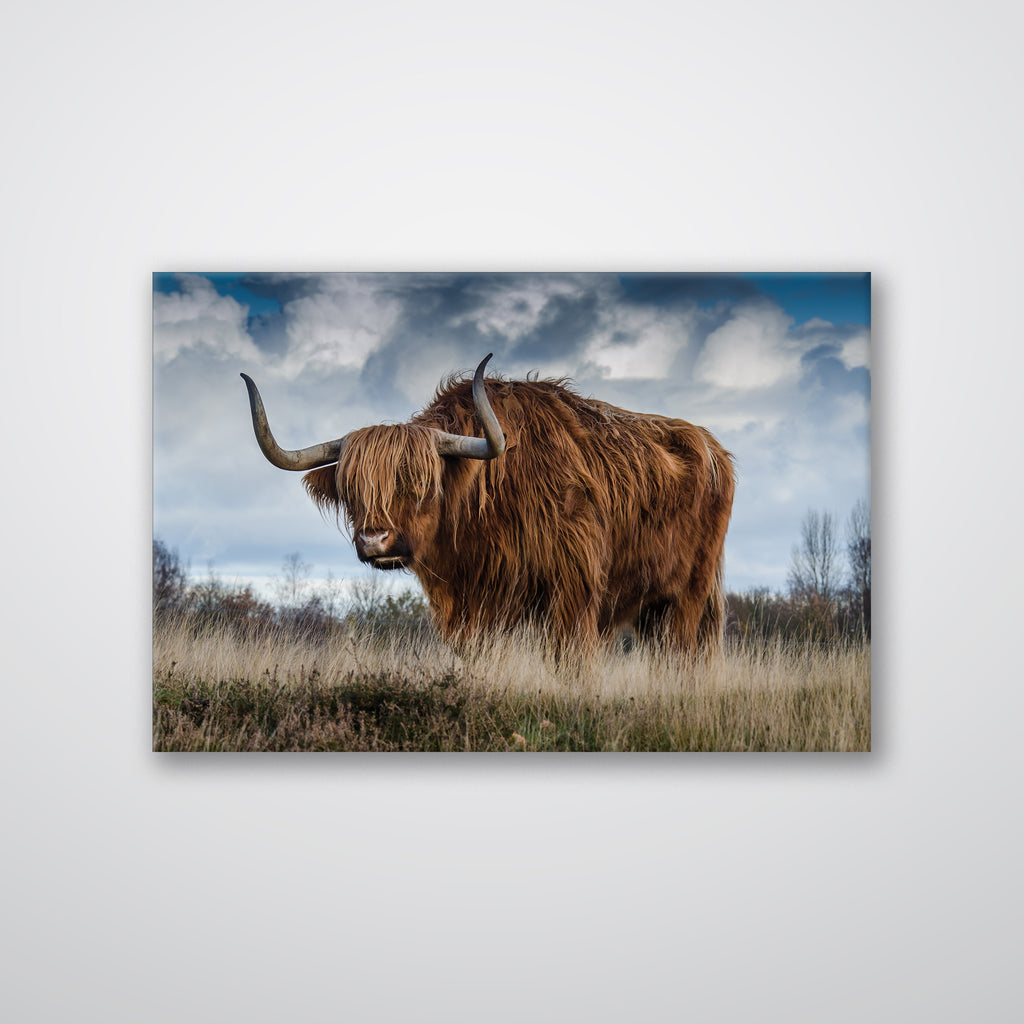 Roaming Yak - Print - MetalPlex