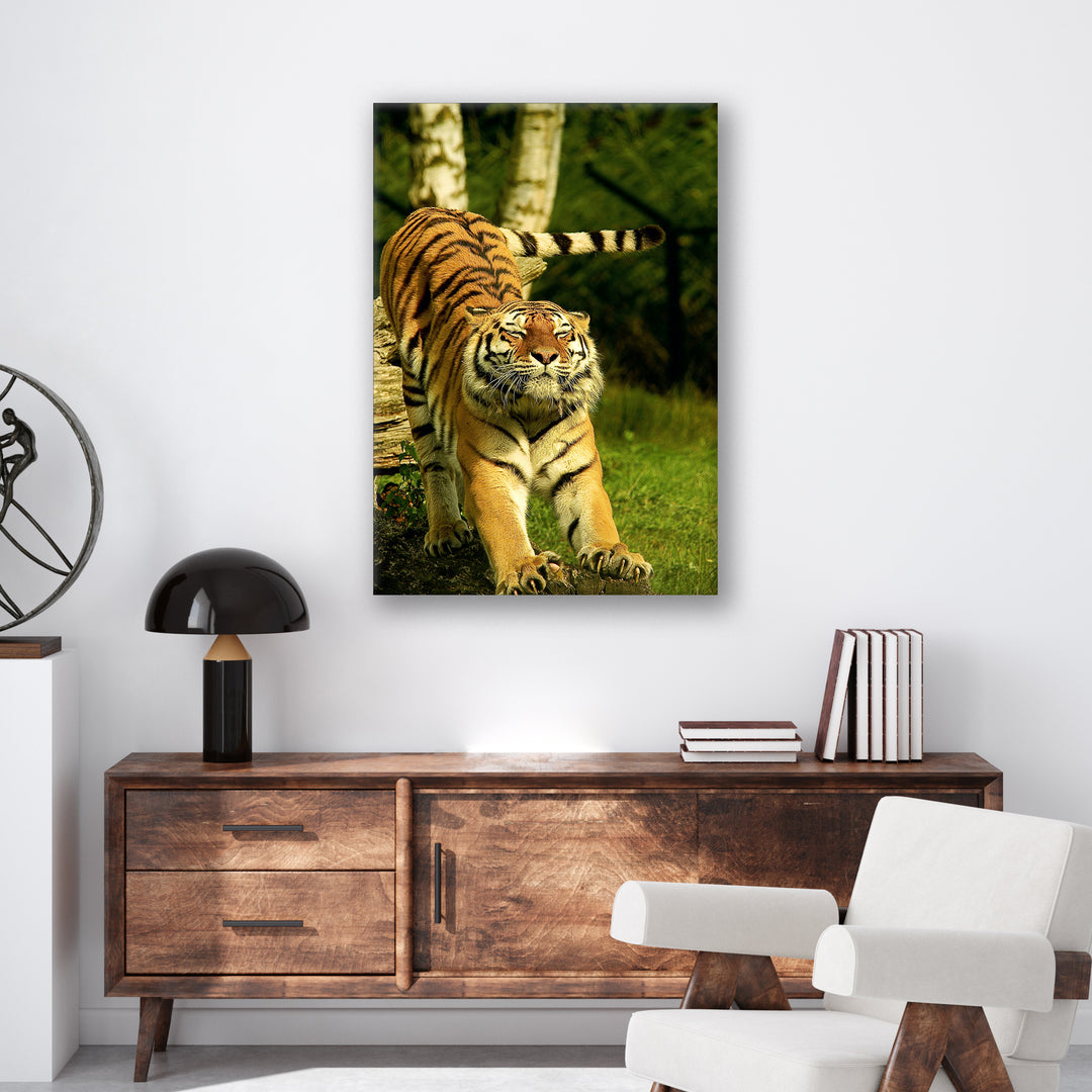 Stretching Tiger - Print - MetalPlex