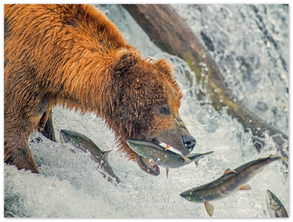 Bear Feeding - Print - MetalPlex