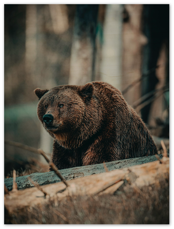 Bear in the Forest - Print - MetalPlex