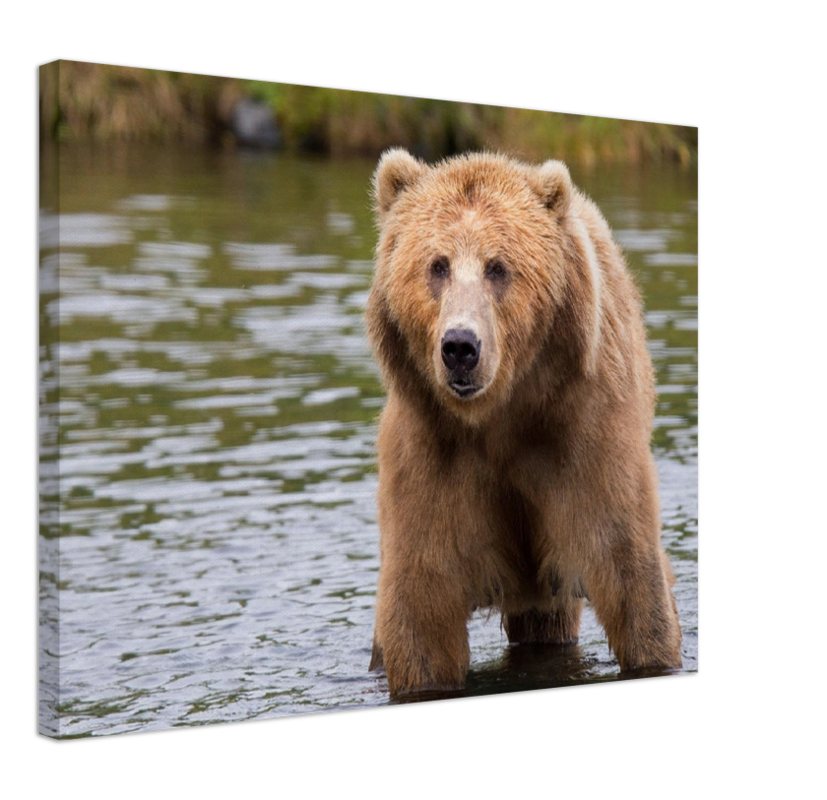 Bear in the Lake - Print - MetalPlex